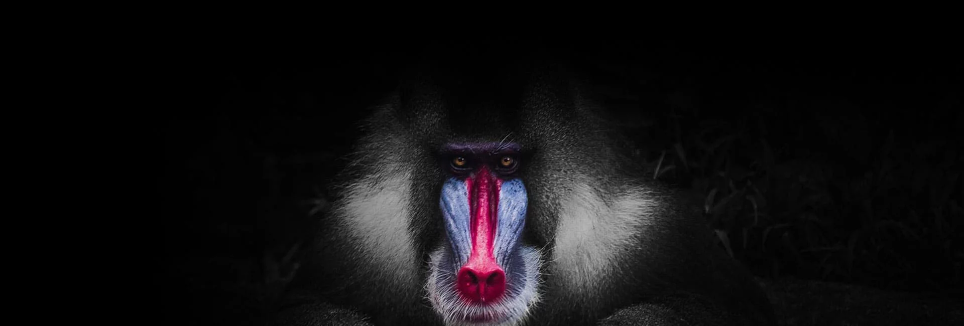 Bannière nouveau site du Monkey Place