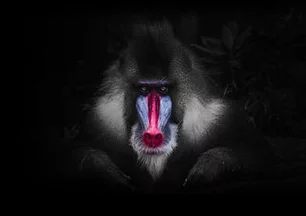 Vignette nouveau site du Monkey Place